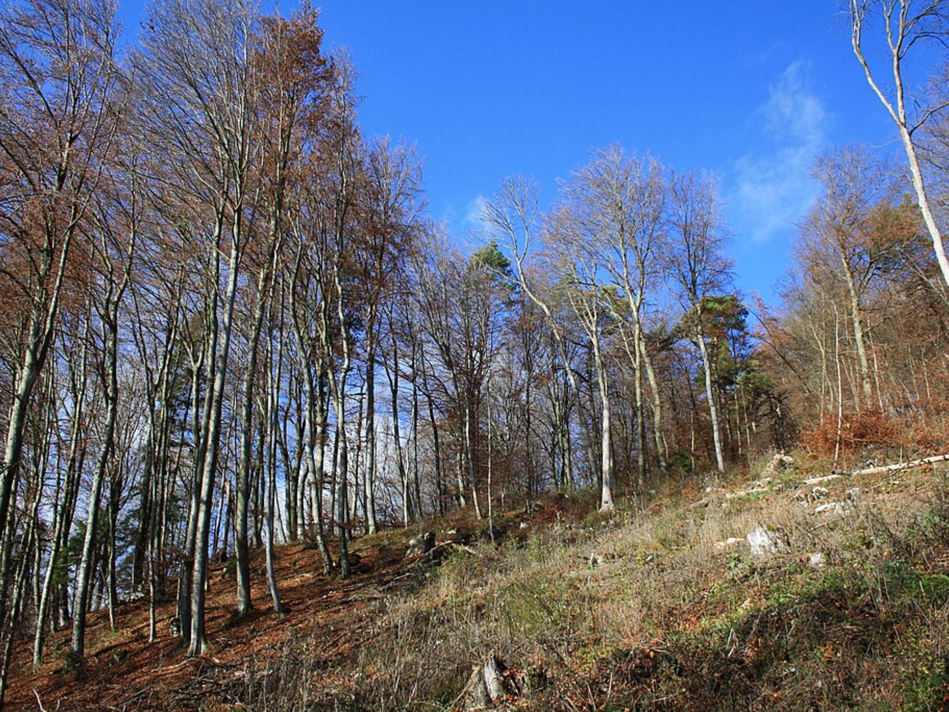 Le prince Jean d'Orléans aux 100 ans du Comité des Forêts - 28 mai 2012